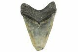 Fossil Megalodon Tooth - North Carolina #361689-2
